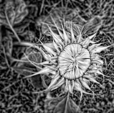 Immature-sunflower-BW.jpg-upload.jpg