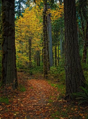 olypen__autumn