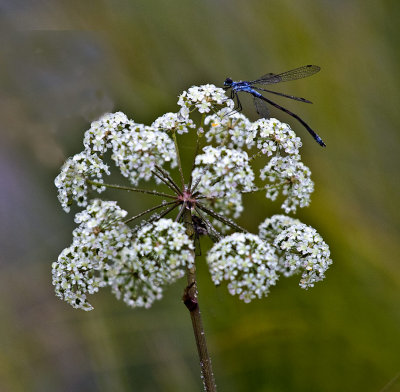 Dragonfly.jpg