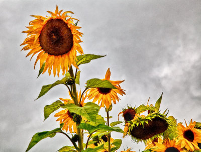La-Conner-sunflowers-finished.jpg