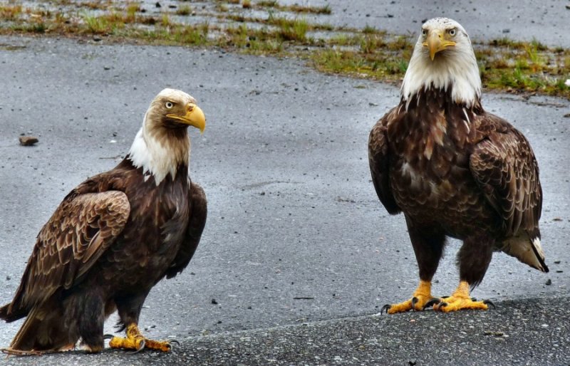Pegleg and Broken-Toe Ponder Their Next Move