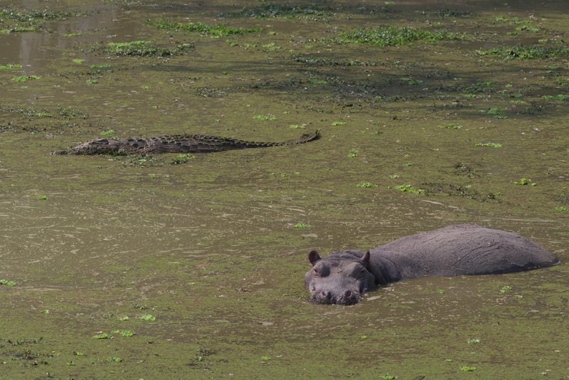 Crocodile and hippo