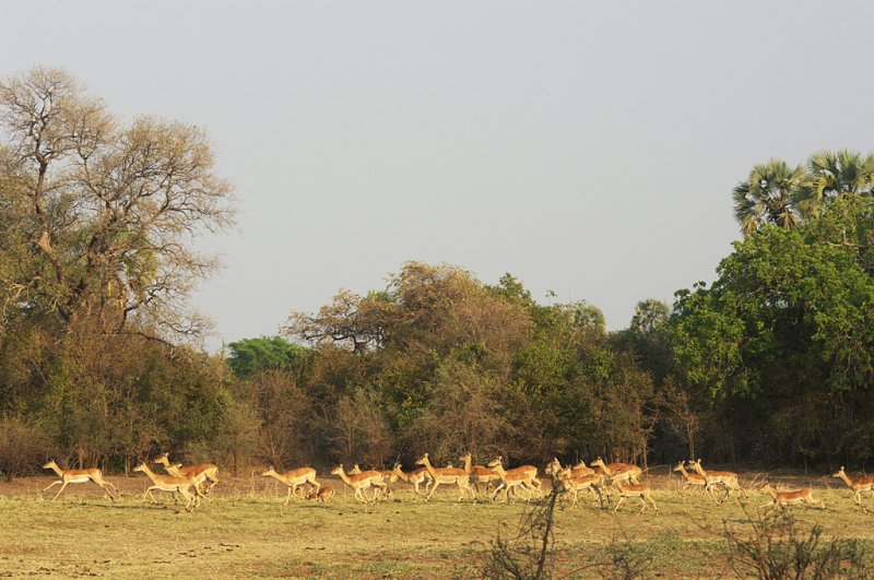 Impalas