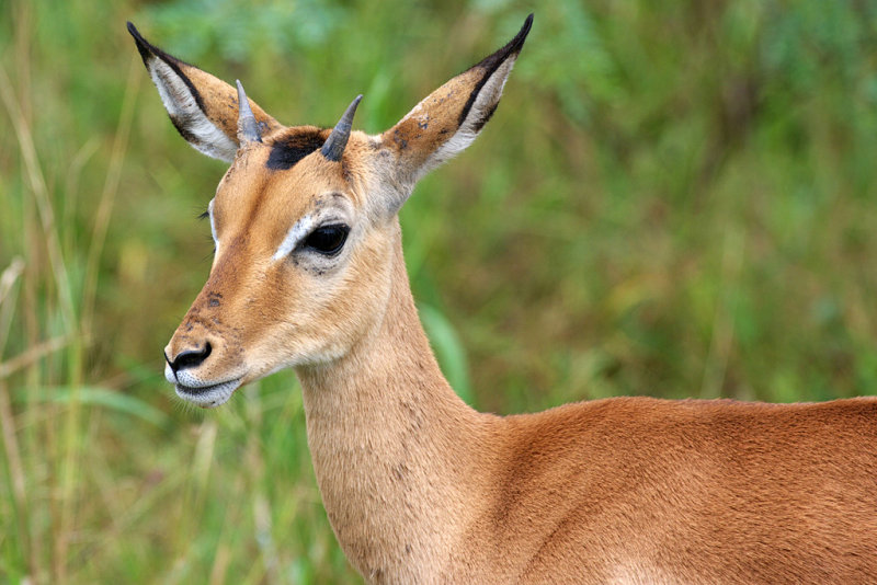 Impala