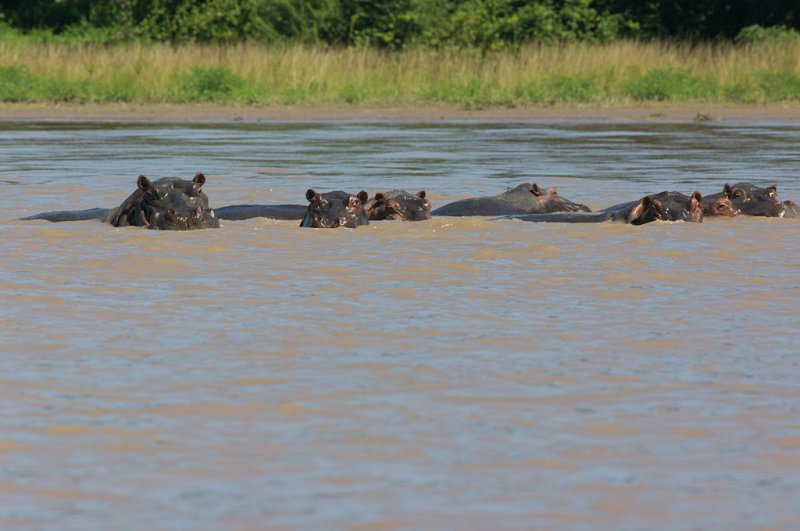 Hippos