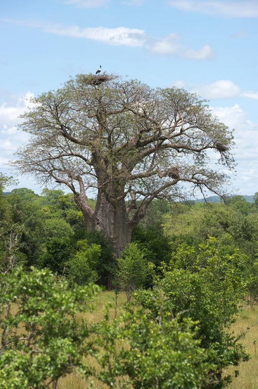 Baobab and stork