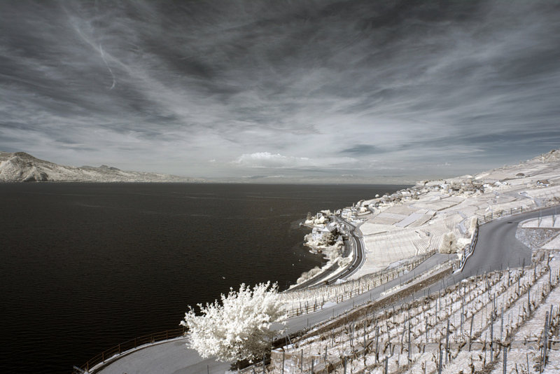 Lavaux