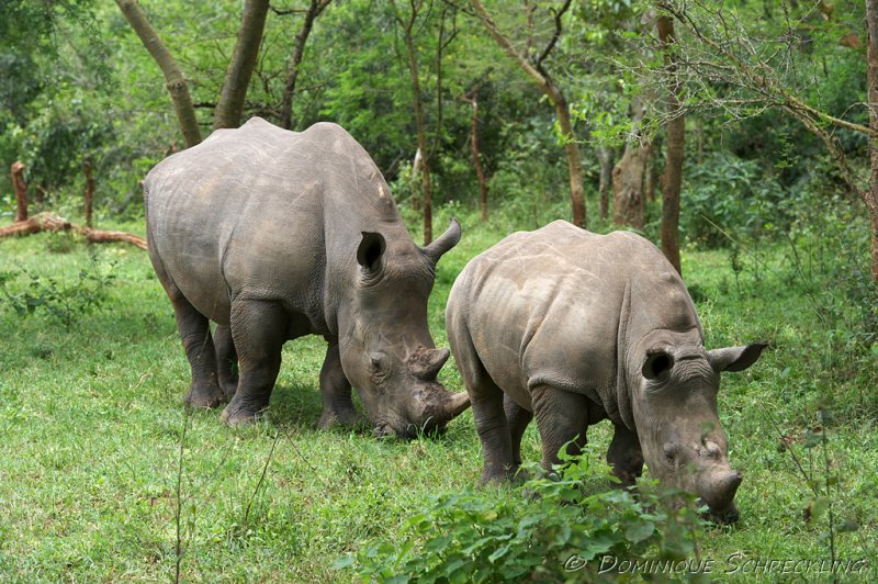 Ziwa Rhino Sanctuary