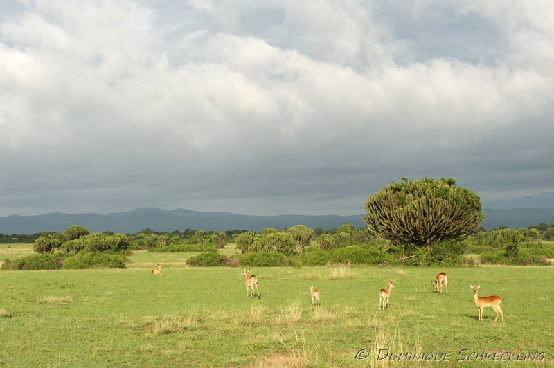 Queen Elizabeth NP