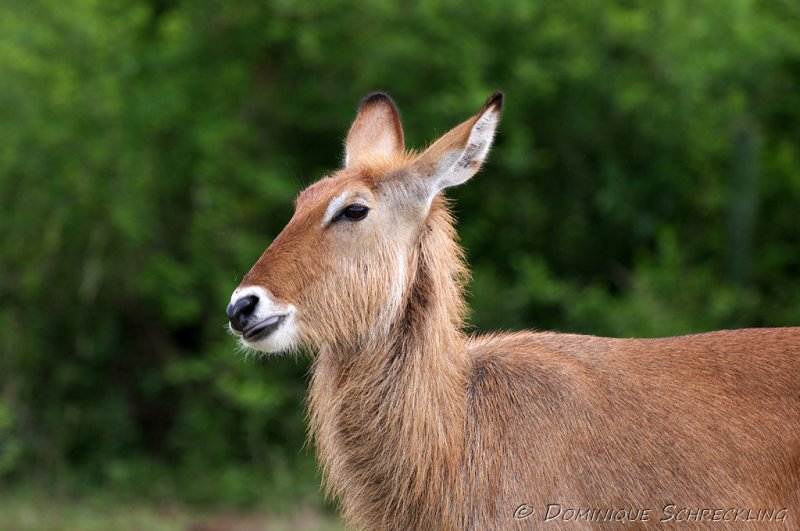 Waterbuck