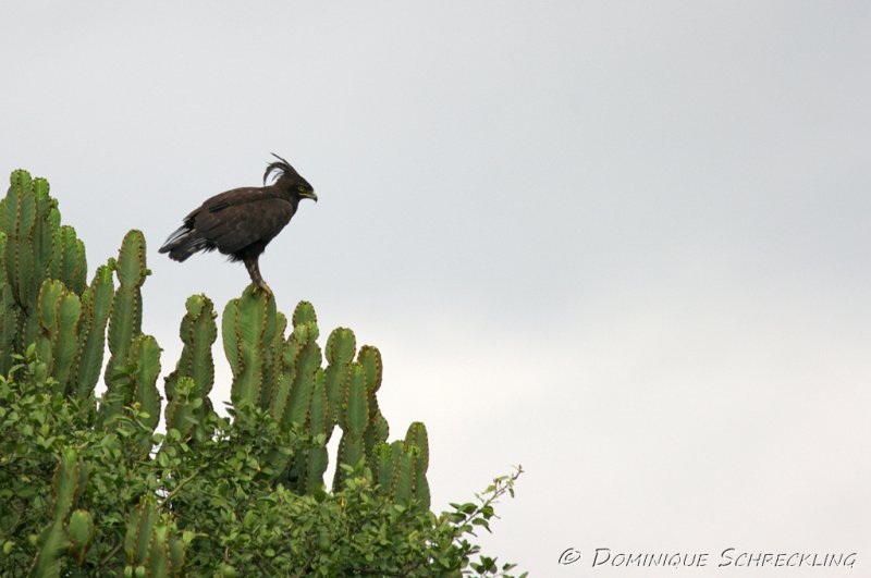 Lophaetus occipitalis