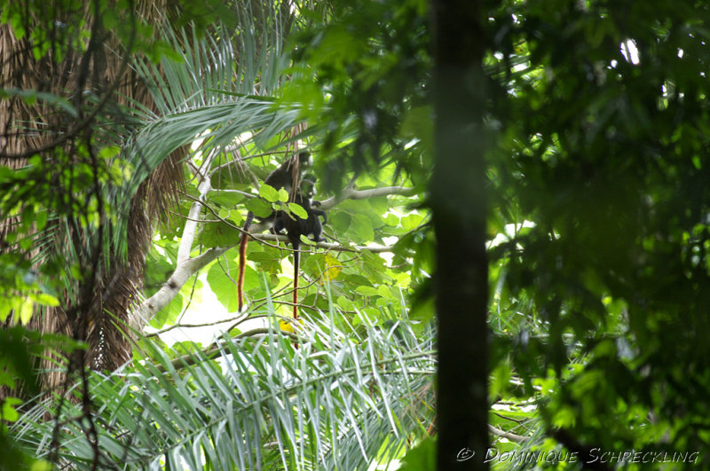 Red-Tailed Monkeys