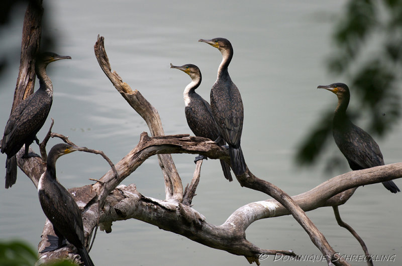 Cormorants