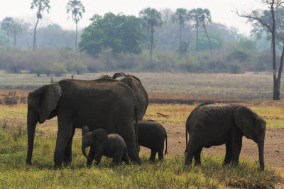 Elephants