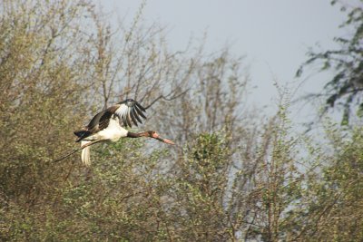 Ephippiorhynchus senegalensis