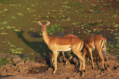 Impalas