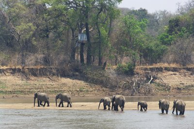 Elephants