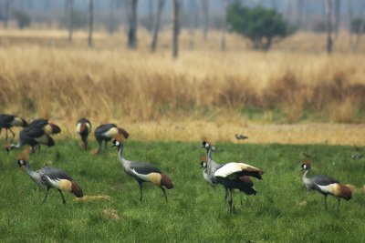 Balearica regulorum