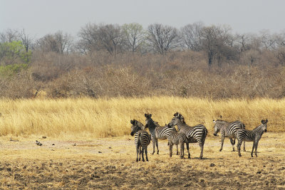 Crawshays Zebras