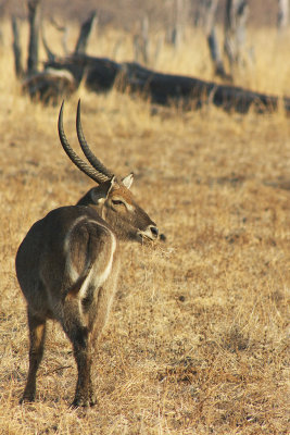 Waterbuck