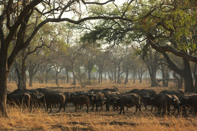 Cape Buffalos