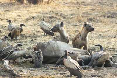 Spotted hyaena at buffalo