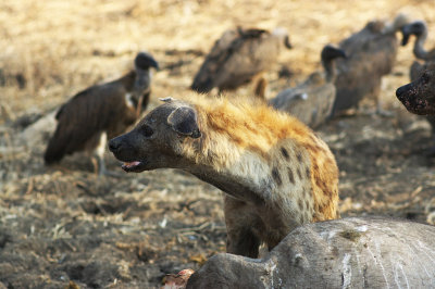 Spotted hyaena at buffalo