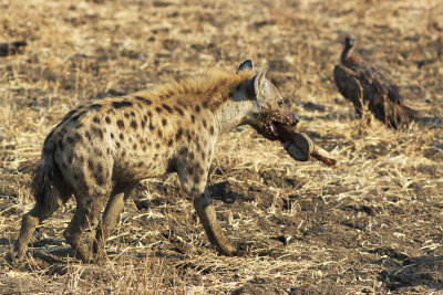 Spotted hyaena