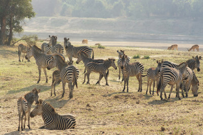 Crawshays Zebras