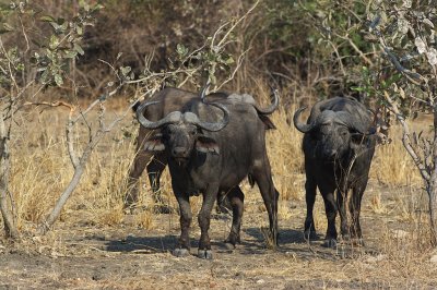 Cape Buffalos