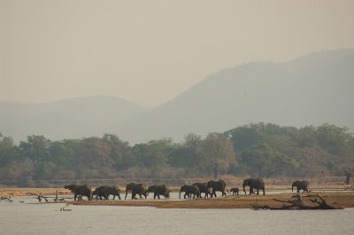 Elephants