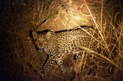 Leopard cub