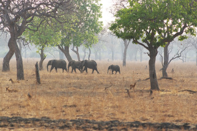 Elephants