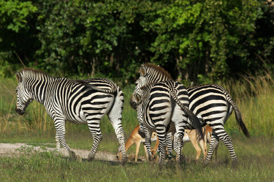 Zebras and Impalas