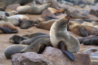 Cape Fur Seal (+video)