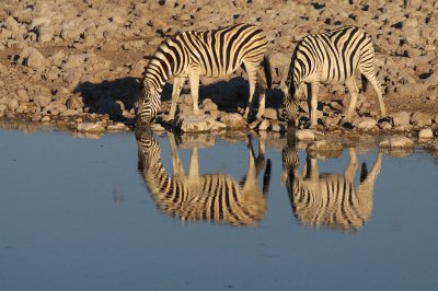 Zebras