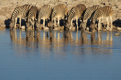Zebras