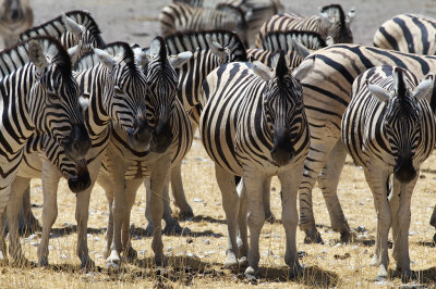 Zebras
