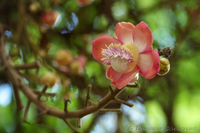 Flower of Canonball Tree