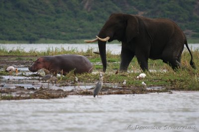 Elephant chasing hippo