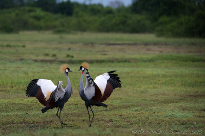 Balearica regulorum