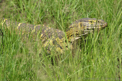 Monitor Lizard