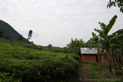 Gorilla Trekking