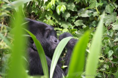 Mountain Gorilla