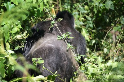 Mountain Gorilla