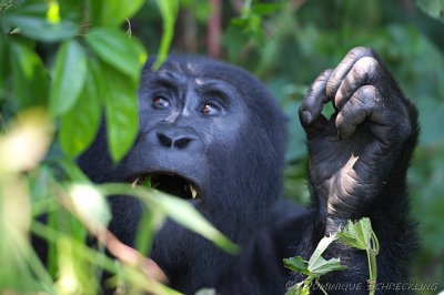 Mountain Gorilla