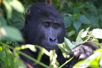 Mountain Gorilla