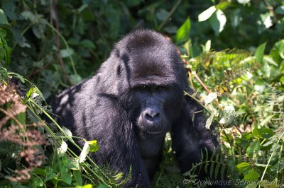 Mountain Gorilla