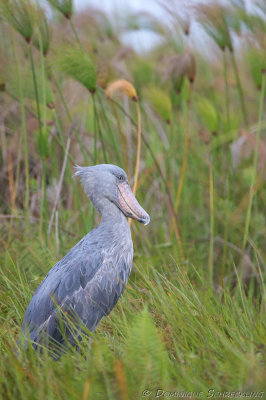 Balaeniceps rex