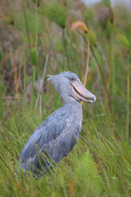 Balaeniceps rex